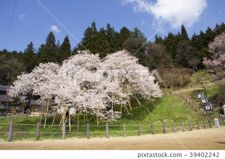 Wolong cherry blossoms in fine weather 39402242