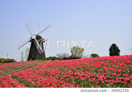 Osaka City Tsurumi Ryokuchi Park tulip and windmill 39402250