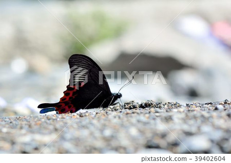 雙環翠鳳蝶(Papilio hoppo)重幃鳳蝶;雙環鳳蝶、北埔鳳蝶、重月紋翠鳳蝶 39402604