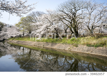 Tachioka自然公園櫻花公園 39402857