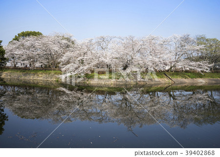 Tachioka自然公園櫻花公園 39402868