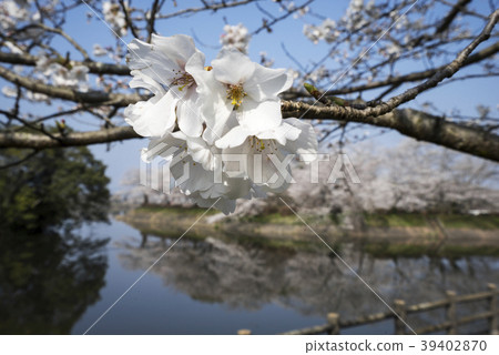 Tachioka自然公園櫻花公園 Tachioka自然公園櫻花公園 39402870