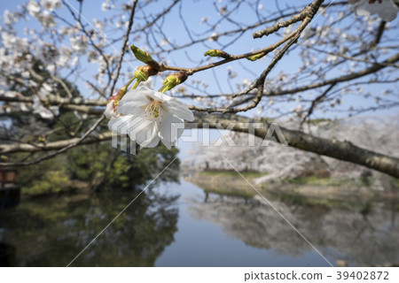 Tachioka自然公園櫻花公園 39402872