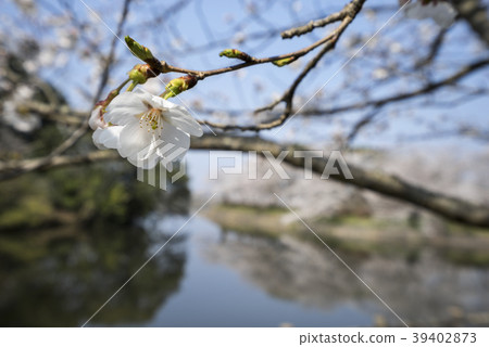 Tachioka自然公園櫻花公園 Tachioka自然公園櫻花公園 39402873