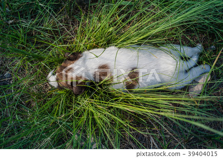 Bangkaew Puppies sleep on the grass 39404015