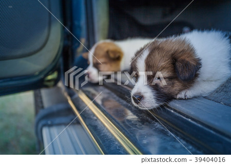 Puppies sleep on the car Puppies sleep on the car 39404016