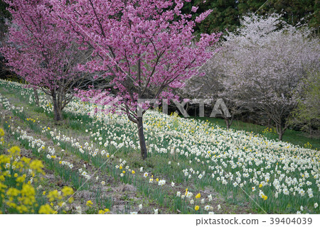 Utsunomiya Toyosato Mahoroba no Sato Satoyama 39404039