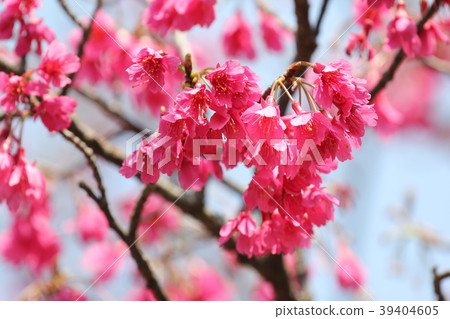 KANHIZAKURA 39404605