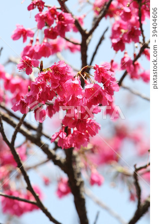 KANHIZAKURA 39404606