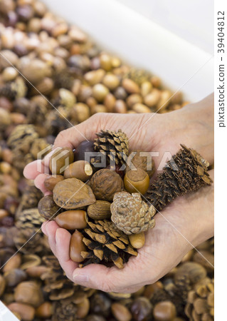 Autumn tree nuts Autumn tree nuts 39404812