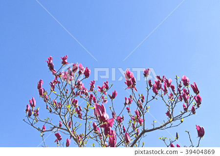 Shimokuren（紫黑蓮花） 39404869