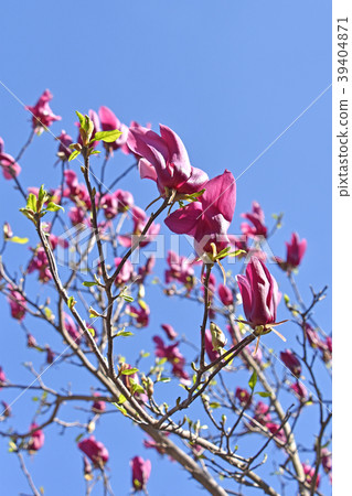 Shimokuren（紫黑蓮花） 39404871