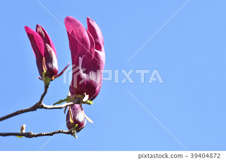 Shimokuren (purple black lotus) Shimokuren (purple black lotus) 39404872