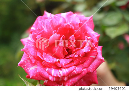 玫瑰 玫瑰 39405601