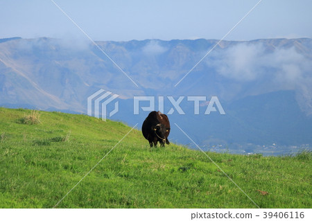 阿蘇黑牛 阿蘇黑牛 39406116