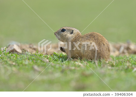 European ground squirrel standing in the grass 39406304