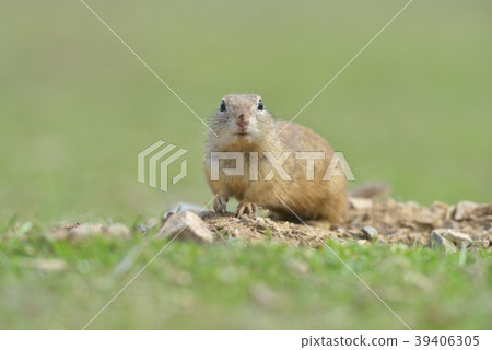 European ground squirrel standing in the grass European ground squirrel standing in the grass 39406305