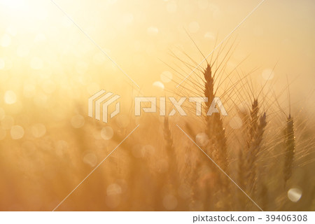 Wheat field. Ears of golden wheat close up Wheat field. Ears of golden wheat close up 39406308