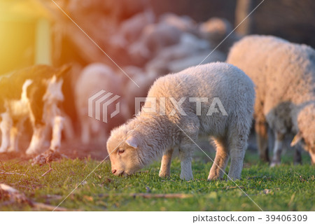 Flock of sheep at sunset 39406309