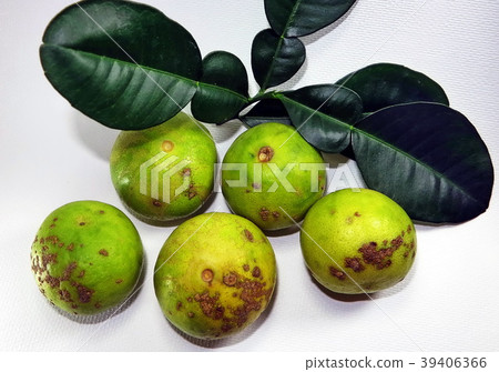 Citrus canker disease caused by bacterium on lemon Citrus canker disease caused by bacterium on lemon 39406366