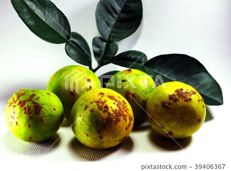 Citrus canker disease caused by bacterium on lemon Citrus canker disease caused by bacterium on lemon 39406367