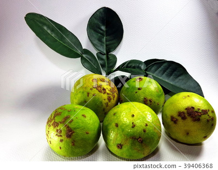 Citrus canker disease caused by bacterium on lemon Citrus canker disease caused by bacterium on lemon 39406368