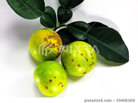 Citrus canker disease caused by bacterium on lemon Citrus canker disease caused by bacterium on lemon 39406369