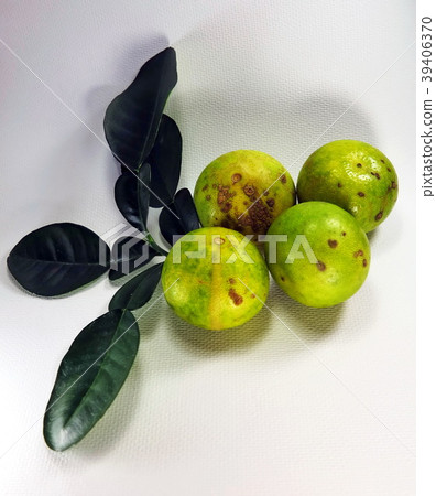 Citrus canker disease caused by bacterium on lemon Citrus canker disease caused by bacterium on lemon 39406370