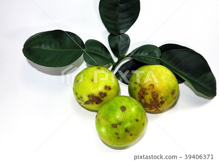 Citrus canker disease caused by bacterium on lemon Citrus canker disease caused by bacterium on lemon 39406371