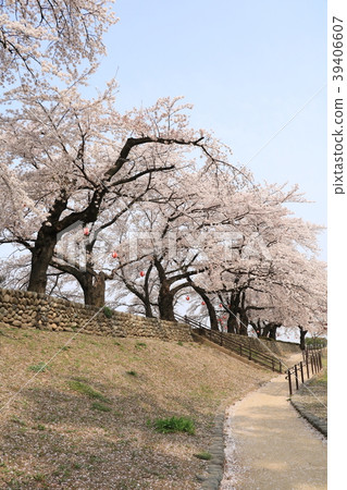 Maebashi公園的櫻花盛開 Maebashi公園的櫻花盛開 39406607