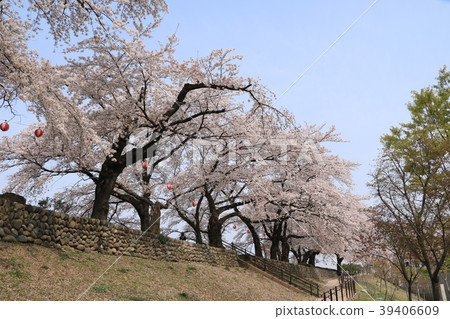 Maebashi公園的櫻花盛開 Maebashi公園的櫻花盛開 39406609