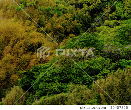綠色背景 綠色背景 39407226