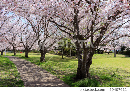 春天Odorizawa公園（君津市） 39407611