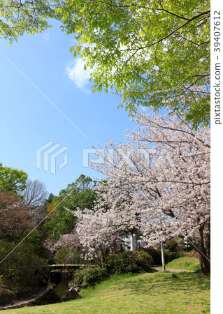 春天Odorizawa公園(君津市) 春天Odorizawa公園(君津市) 39407612