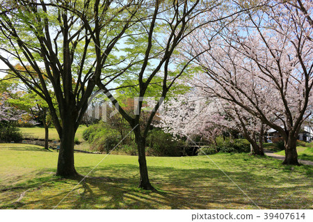 春天Odorizawa公園(君津市) 春天Odorizawa公園(君津市) 39407614