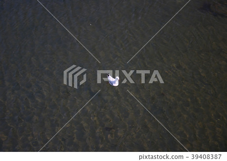 Seagull floating on the water Seagull floating on the water 39408387