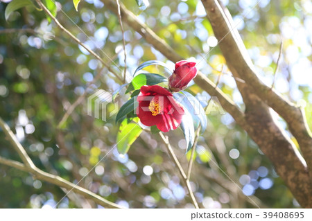 茶花 茶花 39408695