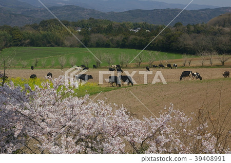 Spring ranch Spring ranch 39408991