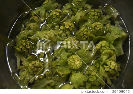 Fukinotou Fuki-no-to，柿子野柿子野生蔬菜季節性春天植物成分山地食品食品食品日本 39409045