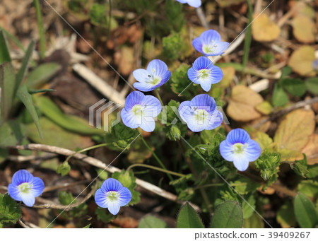 Flower of Ouninnu-noguri 39409267
