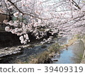 Sakura Ondagawa 39409319