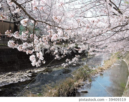 Sakura Ondagawa Sakura Ondagawa 39409319