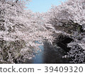 Sakura Ondagawa 39409320