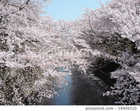 Sakura Ondagawa Sakura Ondagawa 39409320