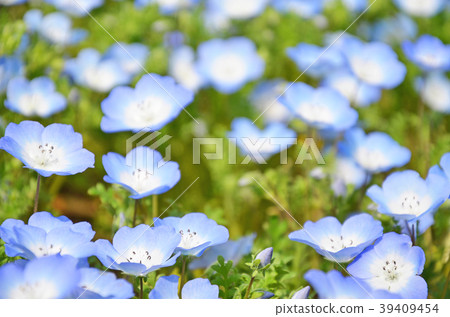 喜林草 喜林草 39409454