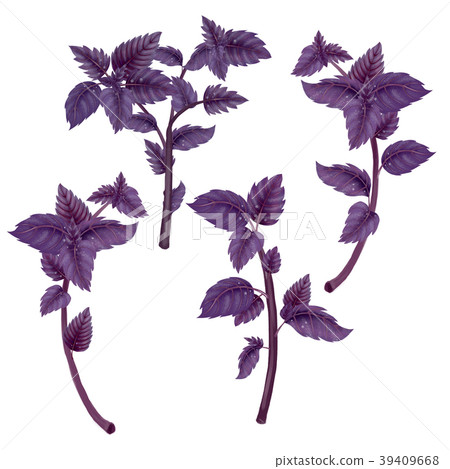 Illustration of set of branches of Basil 39409668