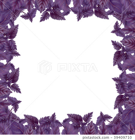 Square frame of Basil leaves and branches Square frame of Basil leaves and branches 39409710