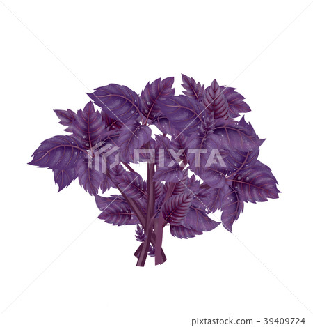 Illustration of a bunch of a red Basil Illustration of a bunch of a red Basil 39409724