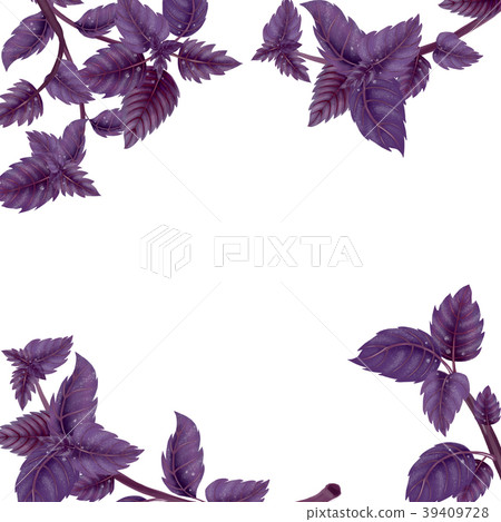 Square frame of Basil leaves and branches Square frame of Basil leaves and branches 39409728