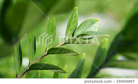 Zamioculcas or zamiifolia green leaf tree 39409997